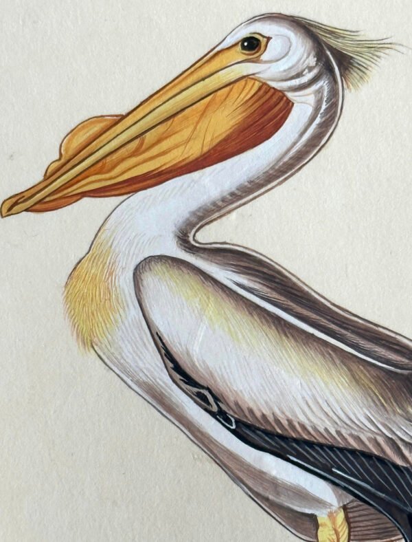 Hand-Painted Pelican Miniature, Gully - Image 2