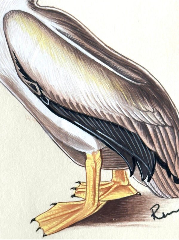 Hand-Painted Pelican Miniature, Gully - Image 3