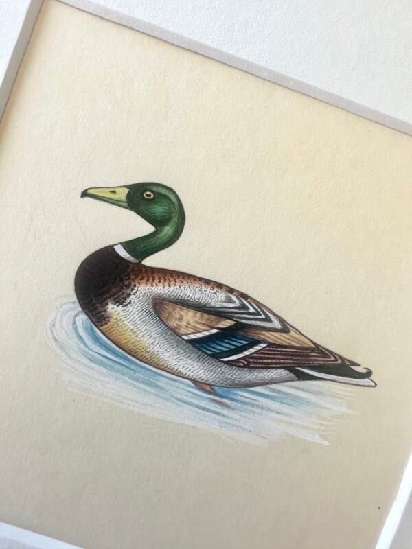 Hand-Painted Mallard Mini, Feather Floater - Image 2