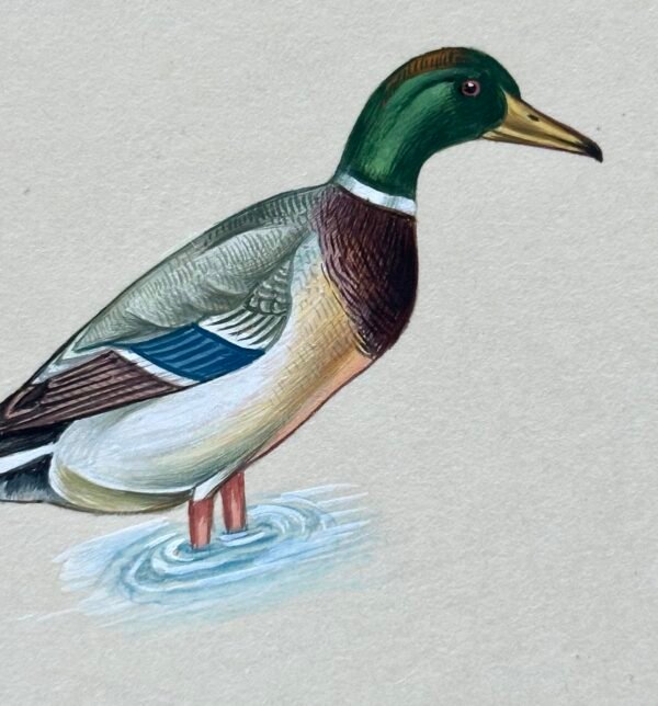 Hand-Painted Mallard Mini,  Green Gleam - Image 3