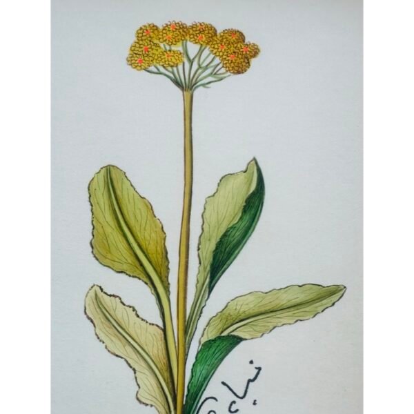 Hand-Painted Botanical Painting, Fleurs Oubliées - Image 2