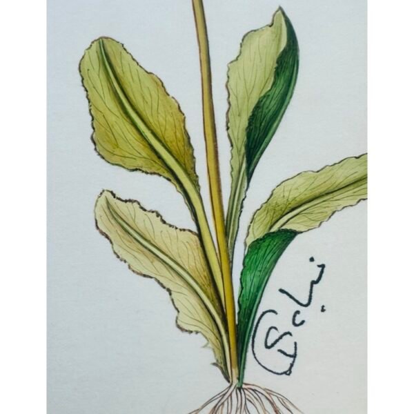 Hand-Painted Botanical Painting, Fleurs Oubliées - Image 3