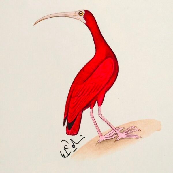 Hand-Painted Ibis Miniature Painting, Scarlet - Image 3