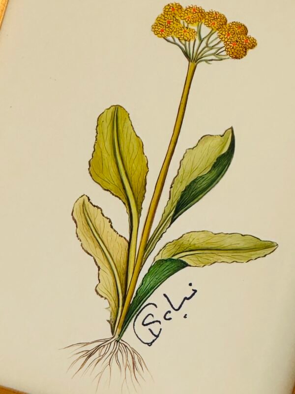 Hand-Painted Botanical Painting, Fleurs Oubliées - Image 2