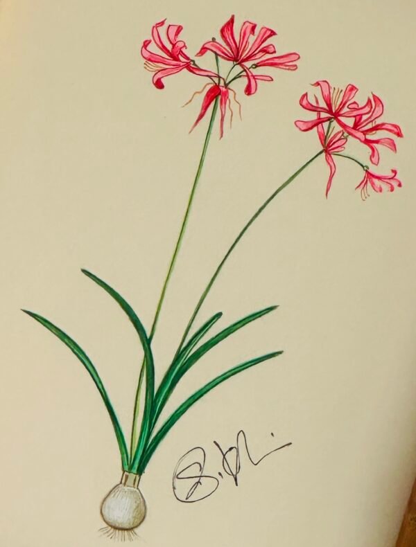 Hand-Painted Botanical Painting, Bouton de Rêve - Image 2