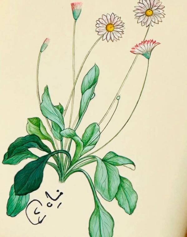 Hand-Painted Botanical Painting, Fleur Blanche - Image 2