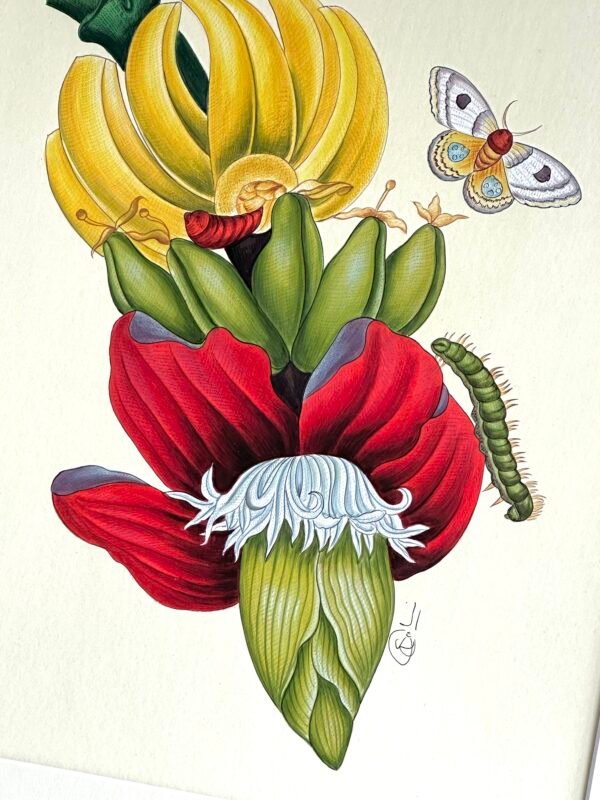 Hand-Painted Botanical Painting, Banana Flower - Image 2