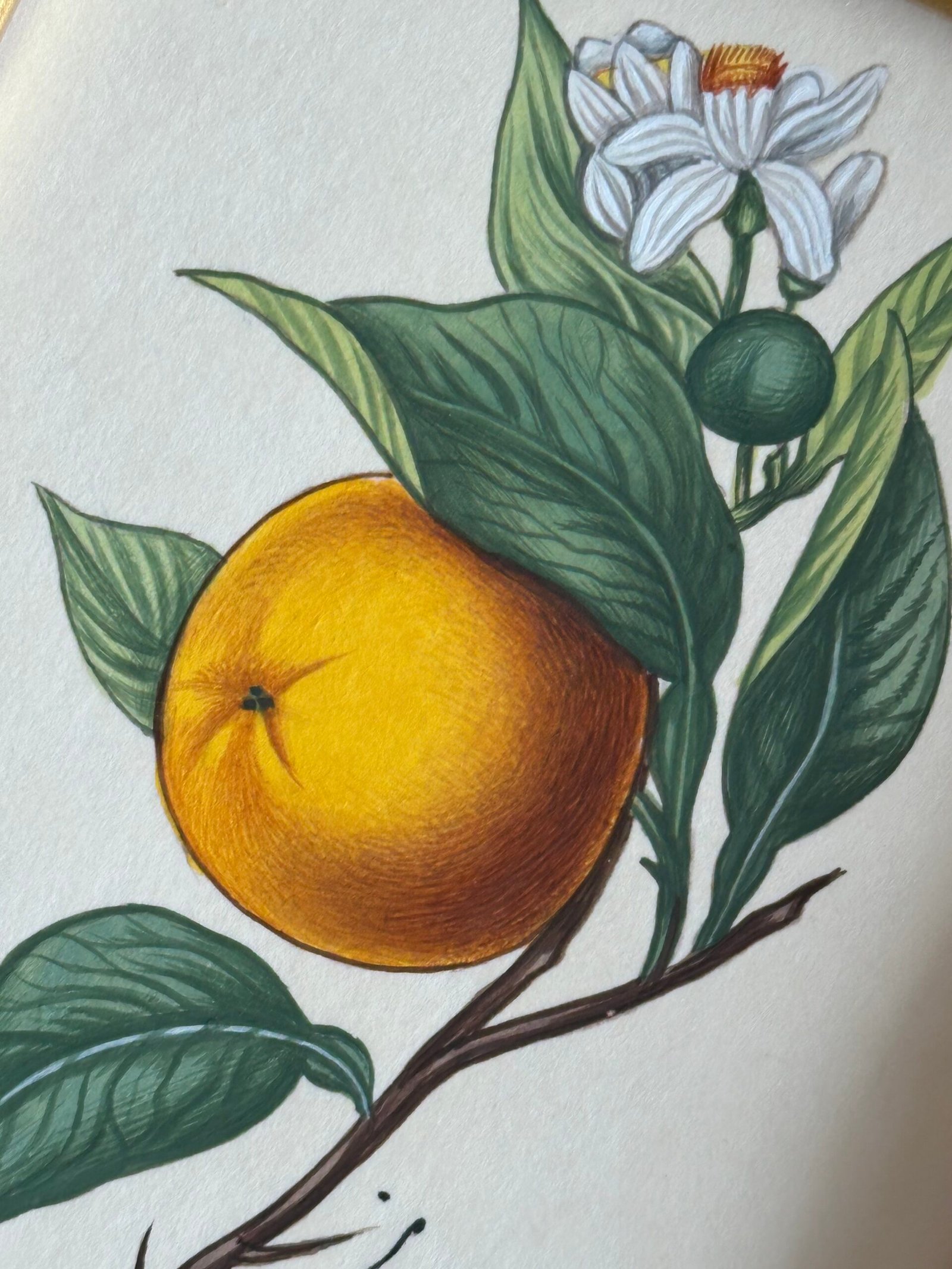 Hand-Painted Citrus Paintings, Pair - Image 4