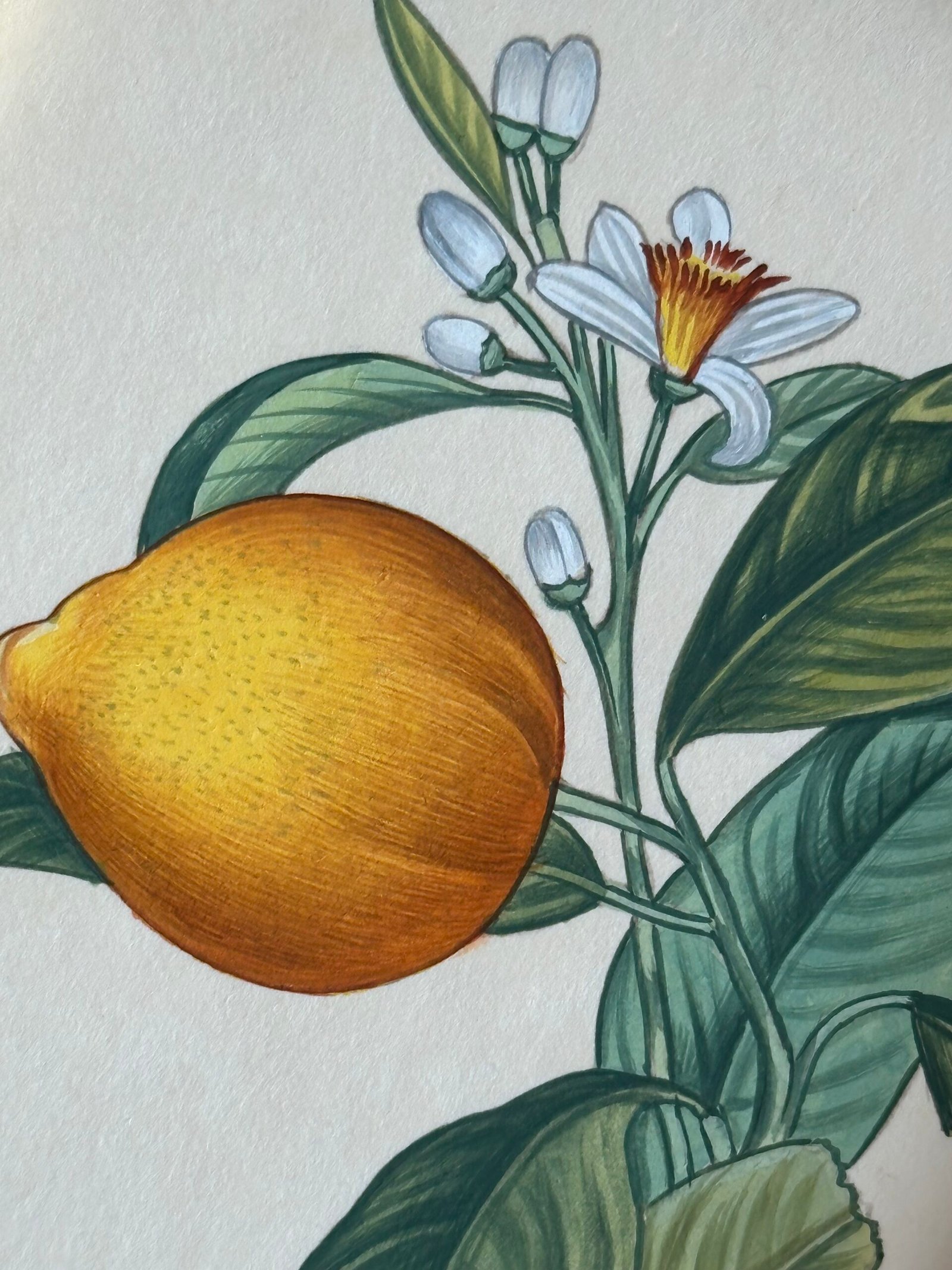 Hand-Painted Citrus Paintings, Pair - Image 5