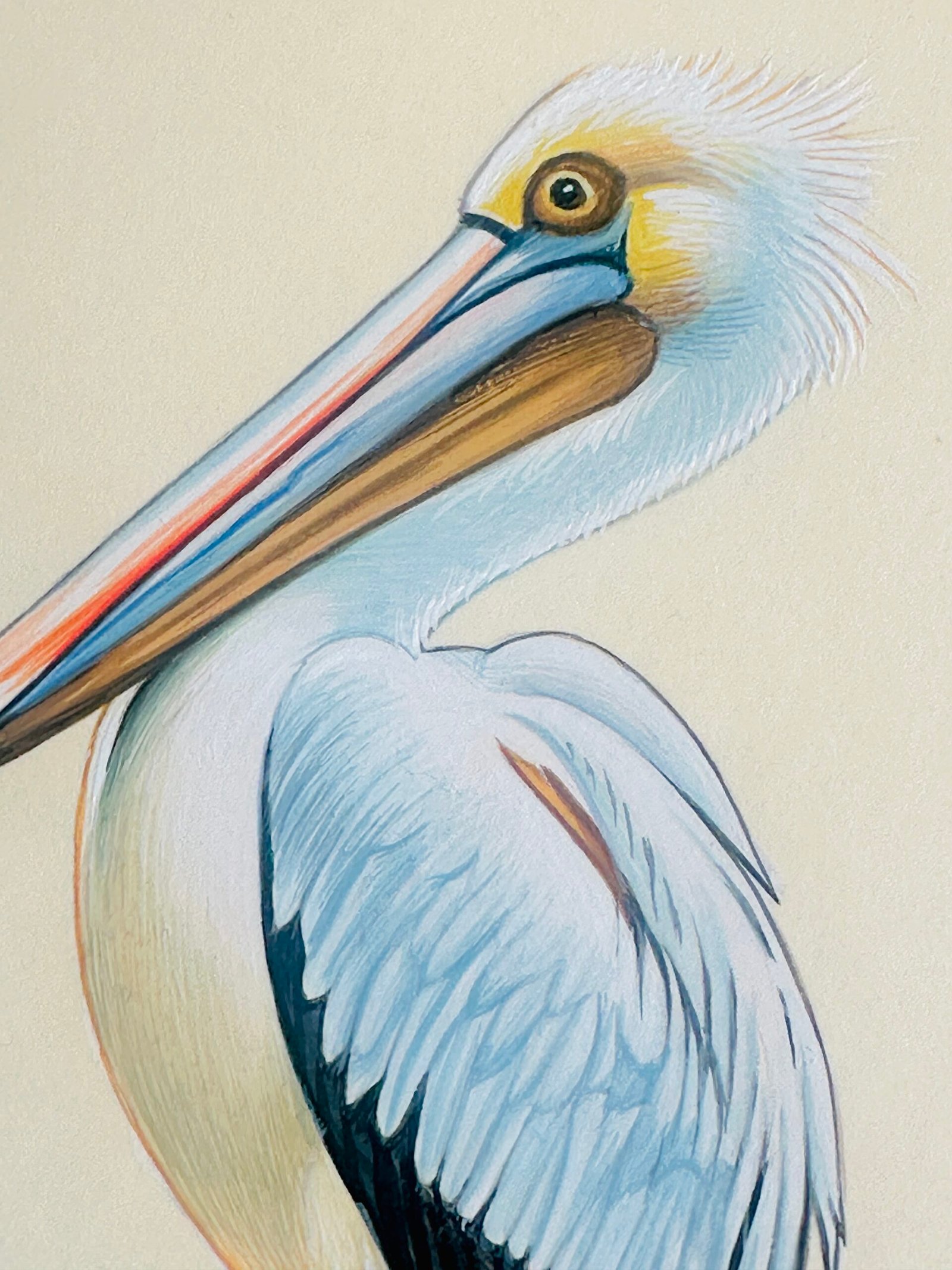 Hand-Painted Pelican Painting, Percy - Image 3